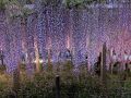 《2025.May》あみんちゅぶらり淡海を歩く旅そのLVIII守山・草津～湖国の藤名所を訪ねて編～
