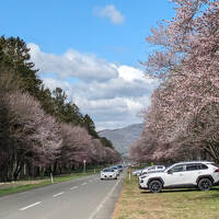満開の北の桜