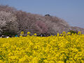 権現堂　快晴の満開のお花見