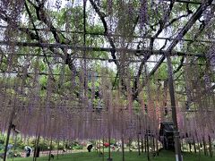 わたらせ渓谷鉄道トロッコ列車、宝徳寺、あしかがフラワーパークの藤の花を見に行きました