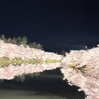 一生に一度は見たい・・いや見るべき弘前の桜。まさに桃源郷。2/2