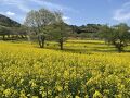 新緑の山と花畑