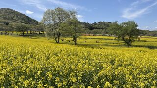 新緑の山と花畑