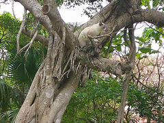猫探し【沖縄】首里城とその周辺 編