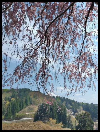 温泉地を探していた時に見つけた咲花温泉へ行って来ました。<br /><br />この土日がGWだとは思わず(…というか、GWは失念していた)、休日割りが使えると<br />思っての新潟でしたが、平日と変わらずでちょっと出鼻をくじかれつつ。<br />新規開拓の温泉はとても良かったです。