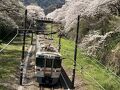 御殿場線の桜吹雪② 熱海と山北駅の桜を見に行く旅　桜の谷のロマンスカー
