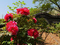 「白山 清浄院」のボタン_2025_綺麗な花が咲き始めていました（板倉町）