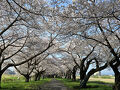 2025年4月16日～7泊8日　満開の東北6県桜の旅　4県目の岩手県編1（北上市～奥州市～一関市）