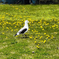 たんぽぽ咲く噴火湾沿岸貝塚と海浜温泉