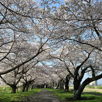 2025年4月16日～7泊8日　満開の東北6県桜の旅　4県目の岩手県編1（北上市～奥州市～一関市）