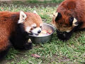 2025年も春の動物園祭りの茶臼山動物園（３）レッサーパンダ特集：新たに仲間入りしたムギくんと栄作くん～微雨の特別屋外展示で入園式のガイドも