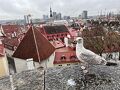 2025GW&#11088;︎初ヨーロッパはフィンランド2人旅②
