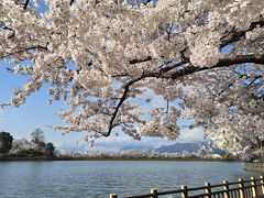 2025年4月16日～7泊8日　満開の東北6県桜の旅　4県目の岩手県編2（盛岡市）石割桜～高松の池他
