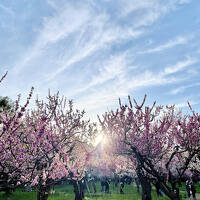 今週も梅と桜を観てきました GW後半