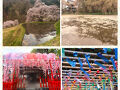 愛知県大野瀬町の大安寺枝垂桜、長野県桜の花筏、水車の里公園の桜、駒つなぎの桜の昼と夜♪＆名古屋別小江神社、伊奴神社♪