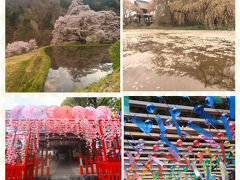 愛知県大野瀬町の大安寺枝垂桜、長野県桜の花筏、水車の里公園の桜、駒つなぎの桜の昼と夜♪＆名古屋別小江神社、伊奴神社♪