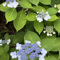 初夏の東京をぶらぶら ５月後編