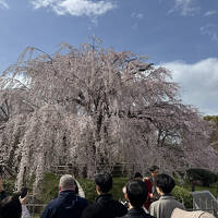 １泊で京都のお花見へ　～京都府庁、京都御所、二条城、円山公園を回りました～