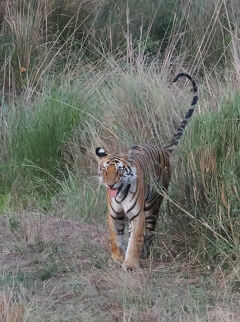 【トラ・トラ・トラ】　ベンガルタイガーを撮る　3/3【バンダウガル国立公園】