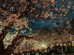 桜旅①日本三大夜桜 上野恩賜公園（江戸城・靖国神社・上野恩賜公園・千鳥ヶ淵緑道・光が丘公園）