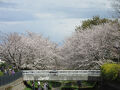 2025年4月6日：毎年恒例 桜満開の野川西之橋散策