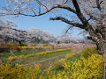 桜を見に東北へ～車窓に映るピンク色～