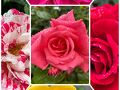 急にひとり旅ソウル　ひとりごはんアイパークモール　ロッテワールドモール　ソウル薔薇祭り　皮膚科！