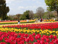 大阪万博記念公園・チューリップの花園で、「チューリップ三昧のひと時」を過ごす。（2025）