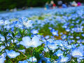 ゴールデンウィーク過ぎたけど・・・昭和100年を記念して 昭和記念公園でネモフィラ&#127804;ポピー