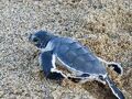 うみがめに逢いに、星降る夜の砂浜へ。感動のバニュワンギ-3-【スカマデ編】