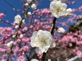 花桃を4トラの友と一緒に見に行こう！それに、伊香保と桜のお花見もね！