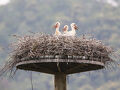 2年ぶり4度目の兵庫県立コウノトリ郷公園訪問、祥雲寺巣塔今年の雛は3羽です。