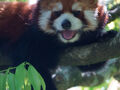 レッサーパンダはかわゆい !!! プルプル通信 12 安佐動物公園