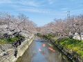 岩倉桜並木と春の美酒に酔いしれる勲碧酒造コース　