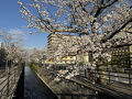 しだれ桜を見に、身延山・久遠寺へ（２）　～帰りに石和温泉で１泊