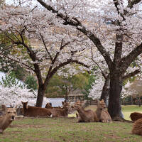 あをによし奈良の都のさくらwith世界遺産④東大寺、奈良公園、薬師寺他