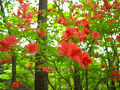 つつじ咲く蕨山