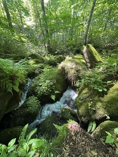 青森周遊～トレッキング 温泉 列車を楽しむ旅行～3日目 酸ヶ湯温泉 蔦七沼　蔦温泉　奥入瀬渓流ホテル2025.6
