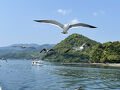 海の京都・山の京都へ２伊根でかもめと戦い・天橋立