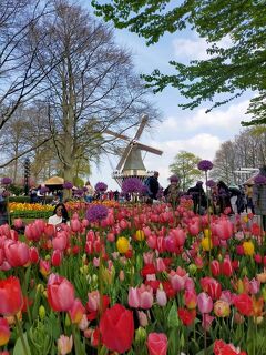 念願の世界一周！前半その５　オランダ②キューケンホフ公園