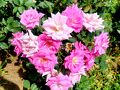 シニアトラベラー！神代植物公園春薔薇と深大寺の元三大師像特別開帳満喫の旅①