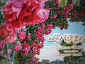 “妖しいパフューム”が心を擽る薔薇たち