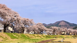 2025年4月16日～7泊8日　満開の東北6県桜の旅　最後の秋田県編　愛らしい秋田犬に桂城公園の桜