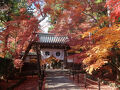 京都紅葉　光明寺　2023