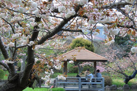 馬場花木園散歩　４月の花（５３種）２０２５年