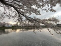 春の桜を求めてドライブしましょ&#127800;ー御殿場ー