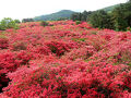団塊夫婦の初夏の花登山・2025－(1)全山真っ赤なツツジで覆われる徳仙丈山へ