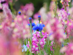 ガーデンネックレス横浜 2025 春の里山ガーデンフェスタ