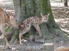 奈良公園