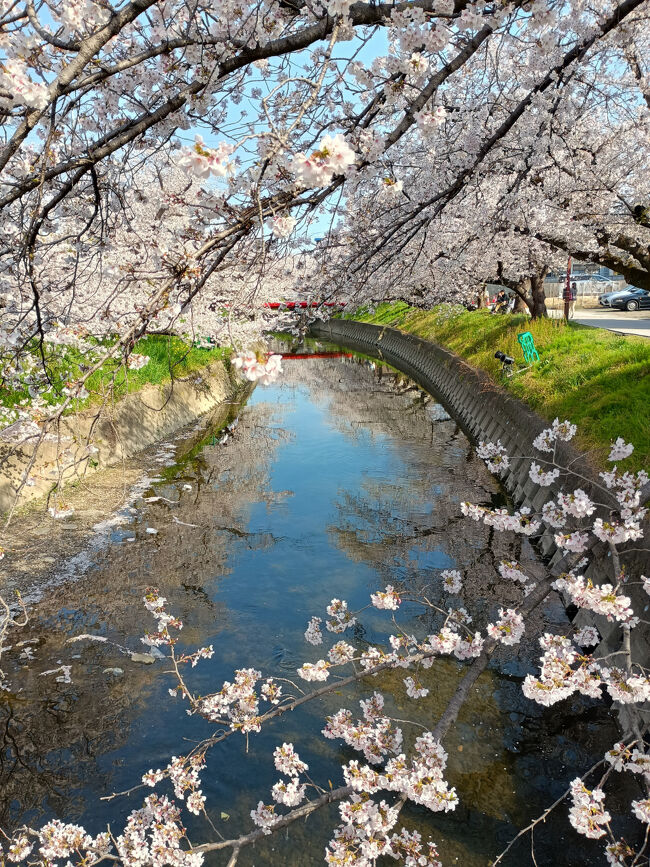 日本三大夜桜を制覇する旅、前回は東京都の上野恩賜公園の素晴らしい夜桜を楽しみましたが、次の高田城址公園は新潟県にあるので桜前線のインターバルがあります。そこで満開の名古屋あたりで花見を楽しもうという寸法です。愛知県には「日本さくら名所100選」が4か所もありますが、本旅行記ではそのうち2カ所を巡ります。
